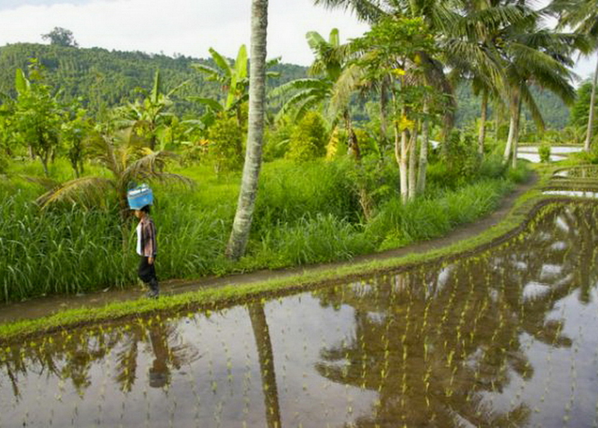 Karang Sari Guesthouse & Warung Munduk Dış mekan fotoğraf
